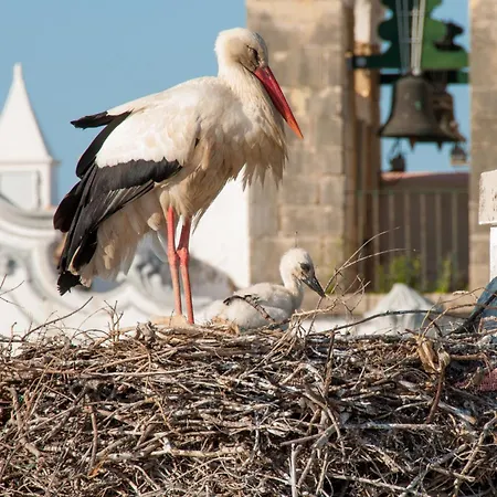 Хостел Stork Ольян